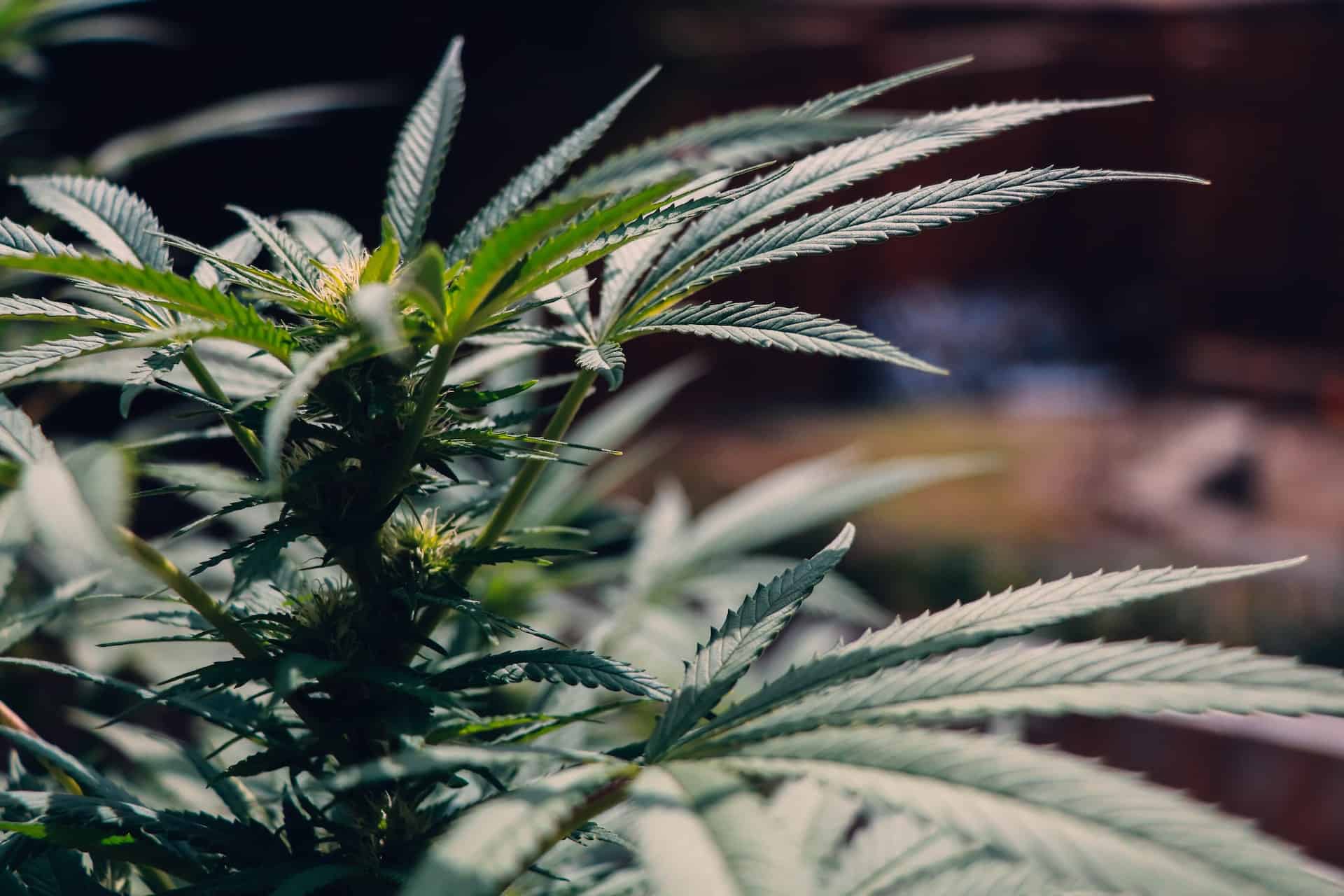 What is Myrcene Terpene