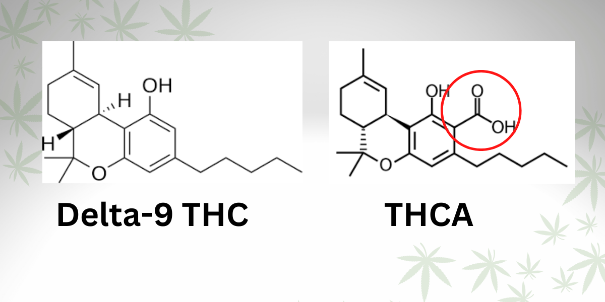 What is THCA? Difference Between THCA and THC Explained